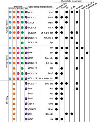 Subcellular Localization and Dynamics of the Bcl-2 Family of Proteins